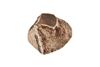 RADICE DI ERICA XL 751-1000GR. 1PZ